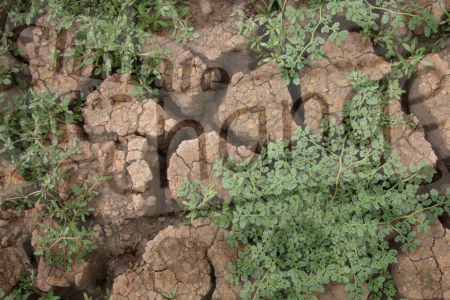 Pt. 2- Nourishing a Warming World: Climate Change and Global Nutrition